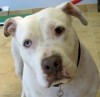 DOG OF THE WEEK