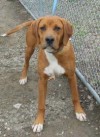 Pet of the week: Harry
