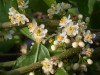 Hedge fun: Purdue CD lists more than 100 of Indiana's native shrubs