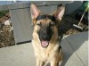 Tropiclean Best Smile Contest  for Lake County Animal Shelter