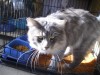 Pets of the week
