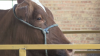 4-H hosts Agriculture Awareness Day