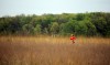 Taltree runner in field