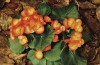 Big Begonias