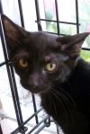 Pets of the week