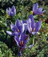 Late-blooming crocuses add touch of spring to fall