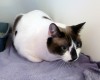 Pets of the week