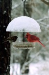 Suet? Do it!