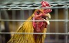 Roosters strut and crow at Porter County Fair