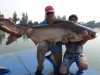 Giant Mekong Catfish