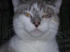 Pets of the week