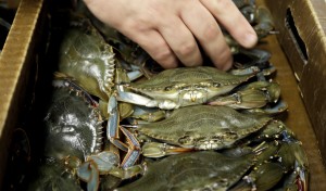 Dishing up trash: New look for sustainable seafood