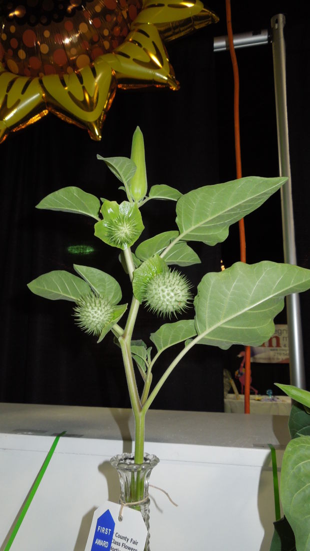 Nightblooming plants make twilight magical Home &amp; Garden