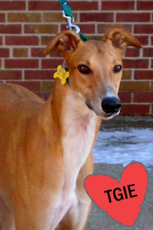 Pets of the Week