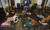 Porter County Animal Shelter seeking homes for rescued dogs