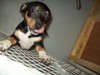 Pets of the week