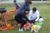 Halloween dog treats