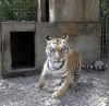 'Roy Boy's' tigers thriving in new home