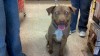 Pets of the week