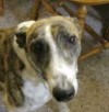 Pets of the week