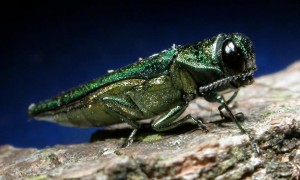 It's a new beetle invasion, and they're not from England
