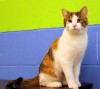 Pet of the week
