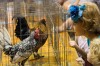 Roosters strut and crow at Porter County Fair