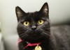 Shelters find ways to combat Black Dog Syndrome