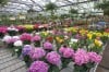 Annual flower & garden show