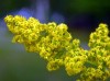Herbal Healer: What is lady’s bedstraw?