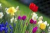 Spring Gardening Mini-Series