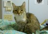 Pets of the week