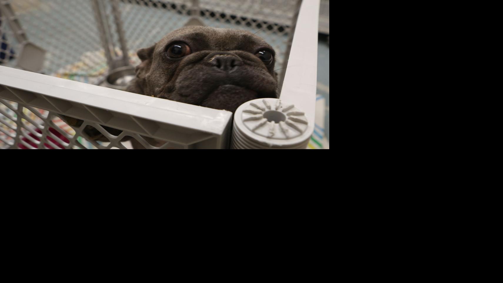 Sheriff's police seize 68 dogs from home in Center Township - nwitimes.com