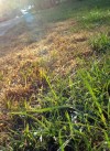Bring your lawn back to life