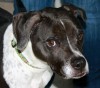 Pets of the week