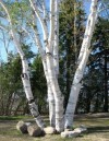 Birch Trees