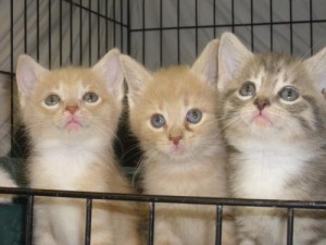 Pets of the week