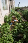 No Missed Harvest Opportunities