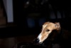 122712-fea-dogs