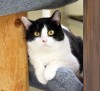 Pet of the week