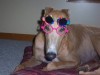 Pets of the week