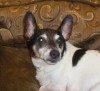 Pet of the week