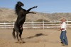 Hollywood's equine elite
