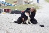 Lake County shelter volunteers leads animal rescue effort
