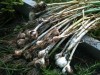 A strong reminder: Late-summer is the time to plant garlic
