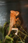 Chameleon