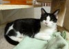 Pets of the week