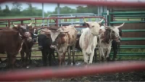 VIDEO: 2011 Windy City Rodeo