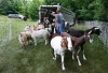 Company loans out animals to eat away at overgrowth in hard to reach places
