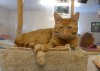 Pets of the week